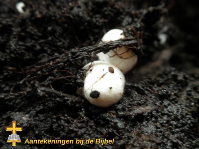 Champignon (Agaricus bisporus)